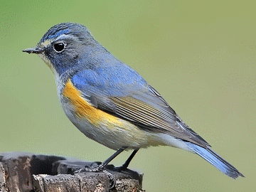 = = = ·鸟类·动态·美图· = = = - 芊 卉 子 - =★= 芊卉 整体