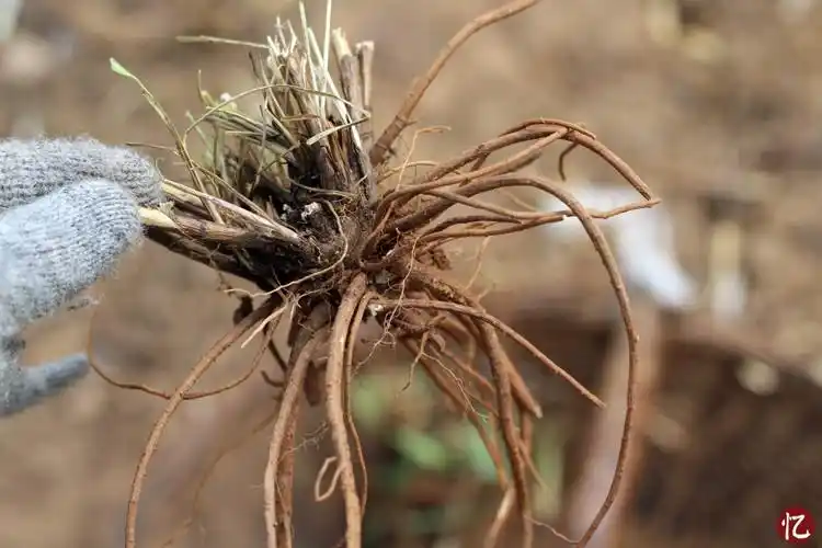 野生柴胡北柴胡根秦岭小柴胡根疏肝解郁中草药食用药材500 柴胡切段