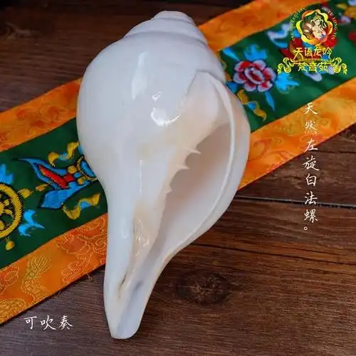 天然印度白海螺尼泊尔八吉祥八供法螺可吹奏左旋密宗法器