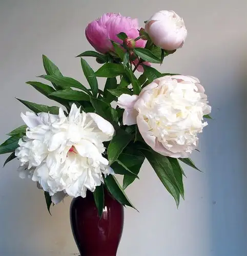 芍药花开插满瓶