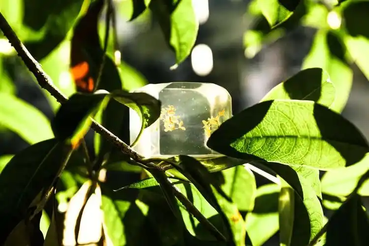 一念在吗复旦植物琥珀了解一下内含福利宠粉速来