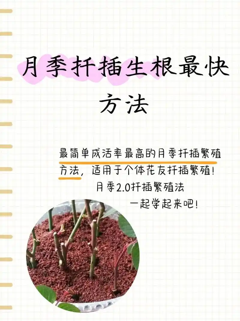 月季扦插生根最快方法  971.