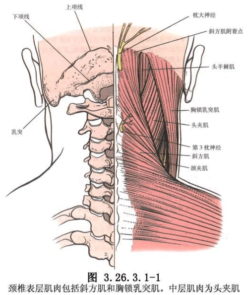 手术_颈椎椎板单开门式椎管成形术