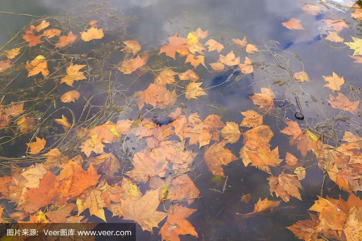 秋天黄色的枫叶落水,柔和的焦点背景