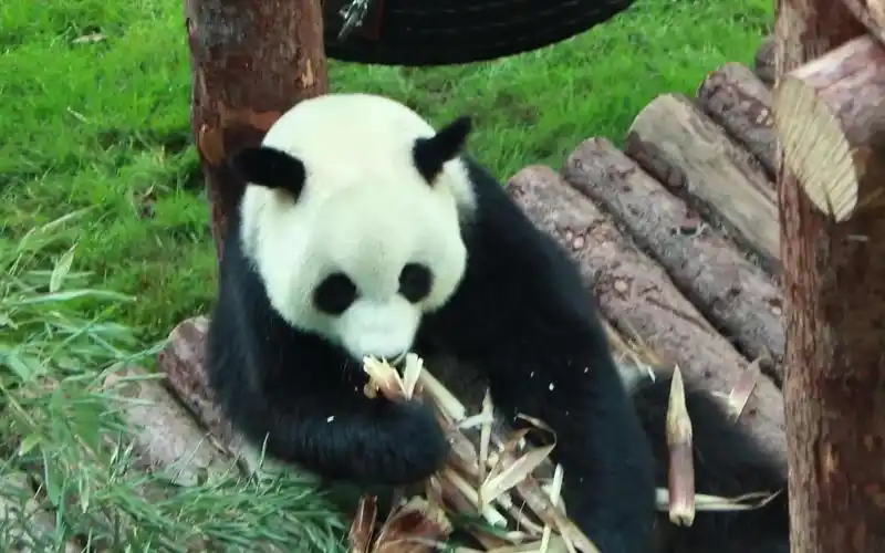 【大熊猫妙音】女孩子吃东西就是要仔仔细细,不挑食不浪费