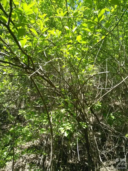 《柘木初识》——南檀北柘的传说