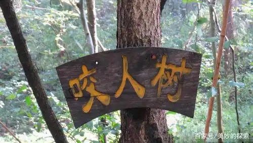 漆树是公认的"咬人树",若没有亲身经历过,不会知道它有多恐怖