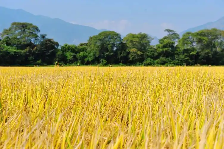 写美篇能运用各种感官和途径认识了解秋天的特征,了解秋天是一个丰收