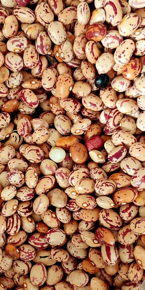 山珍大花豆吃了口舌欢喜,极富营养.