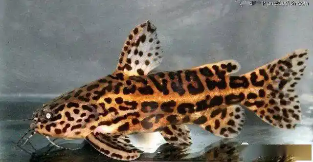 每天认识一种南美鱼9黄金石虎