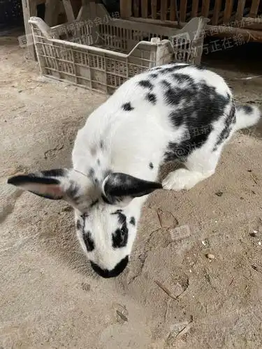 还有比这更丑的兔子吗?