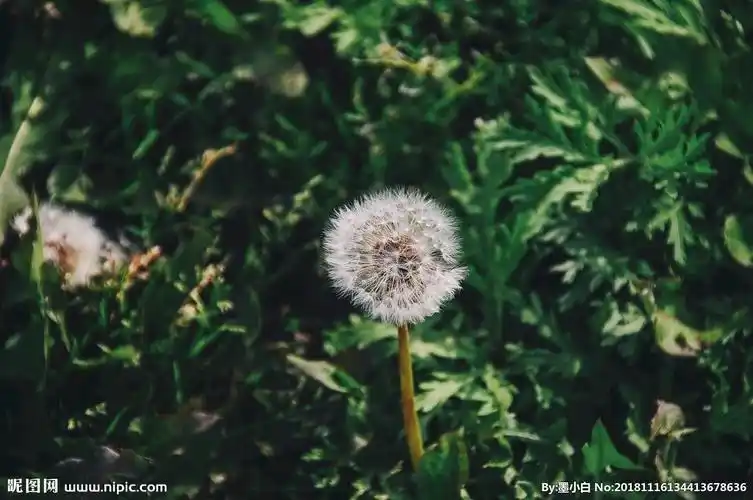 野外蒲公英图片