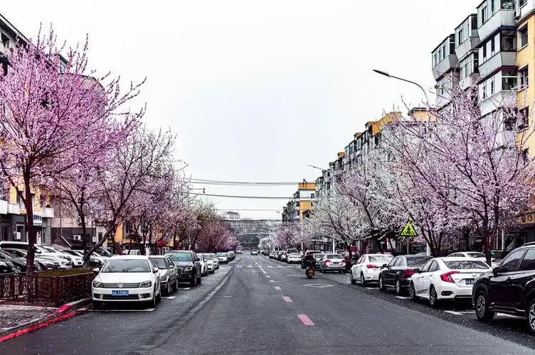 桃花盛开的中国长春市街道景观