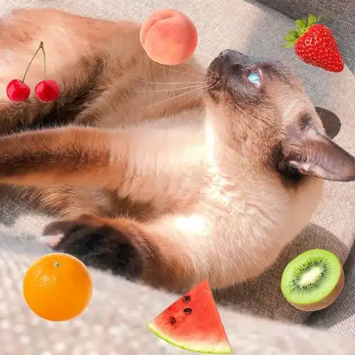 08暹罗猫土豆08天气这么好一起晒太阳吧