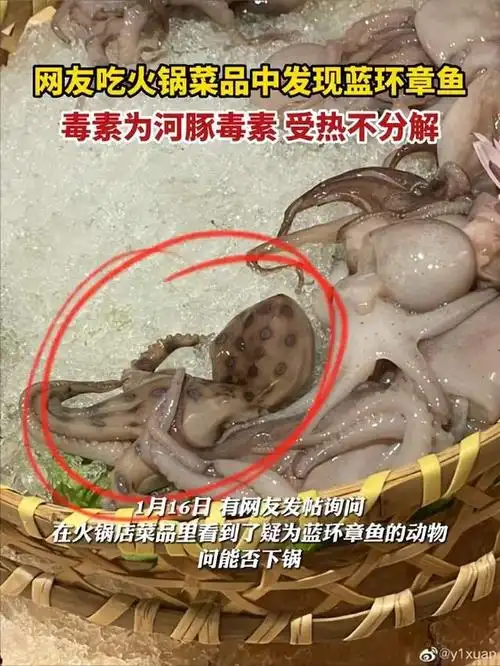剧毒蓝环章鱼现身火锅店,毒性非常强且受热不分解,万幸没下锅