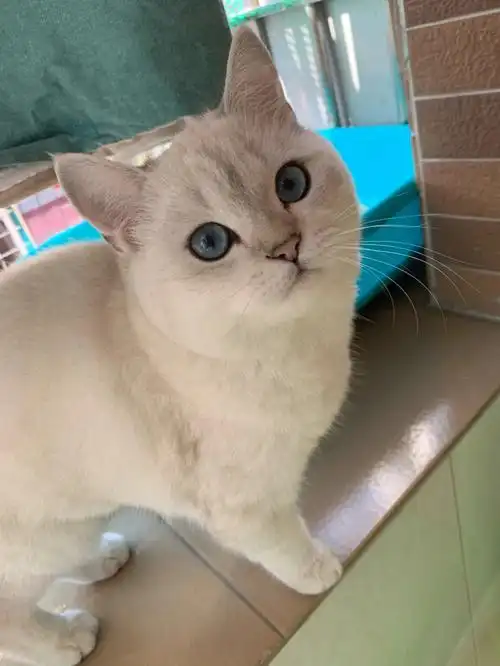 银点种公借配双血带长毛血统妈妈银点短毛爸爸金点长毛可看父母眼色素