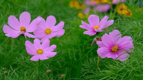 秋韵美美哒秋英花3