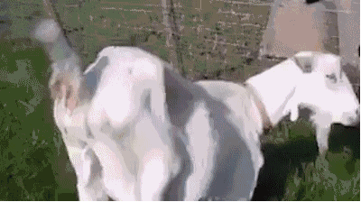 我想喝珍珠奶茶羊拉粑粑羊拉粑珍珠奶茶我想表情