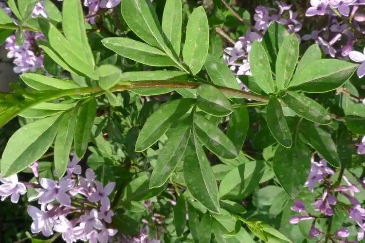 荒山庭园绿化的优良树种裂叶丁香