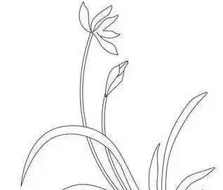 兰花简笔画 兰花简笔画图片带颜色