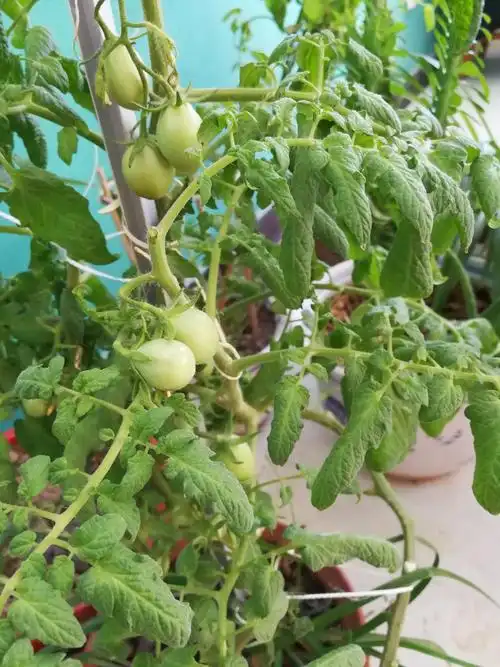 我的盆栽西红柿叶子为什么皱巴巴的,而且很小?