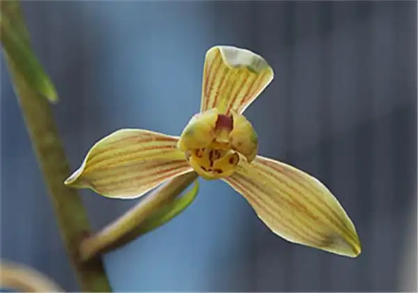 墨兰篇-中国兰花交易网社区