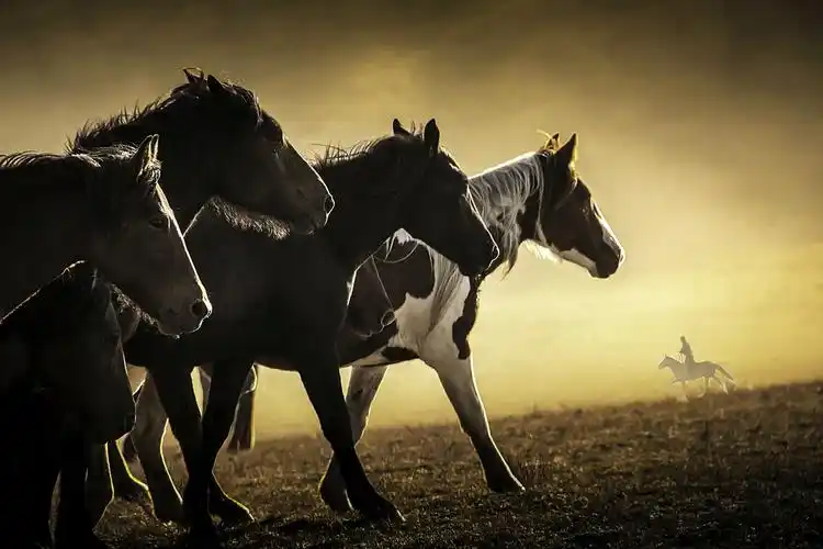 2019坝上草原(二)