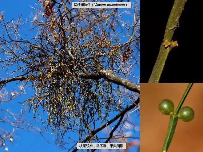 认识昆明的寄生植物暨志愿者招募