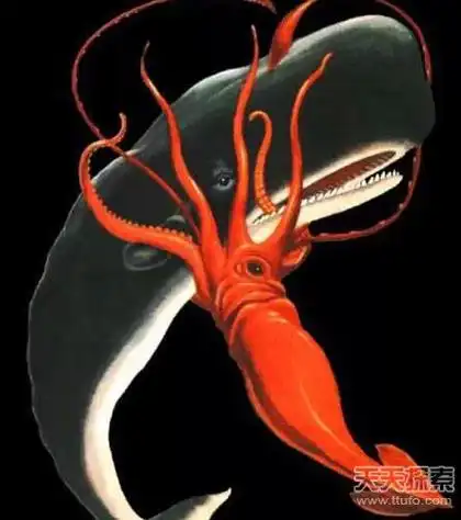 地球上8大长相怪异鱿鱼_鱿鱼_海洋生物