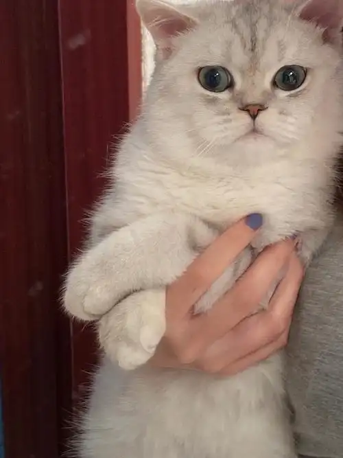 北京猫咪银渐层配种