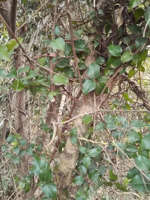 这树叫什么名字?