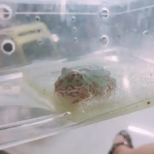 角蛙 【薄荷绿的角蛙】 这是我见过最漂亮的青蛙了～如此美丽清新脱俗