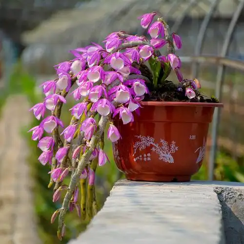 报春石斛 基地精品苗 蜂腰翅梗喉红美花鼓槌石斛苗石斛兰