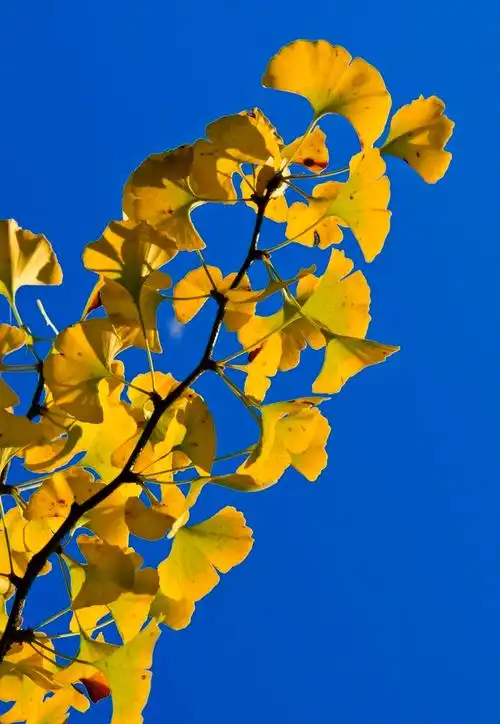 有哪些关于深秋银杏叶的唯美文案? - 知乎