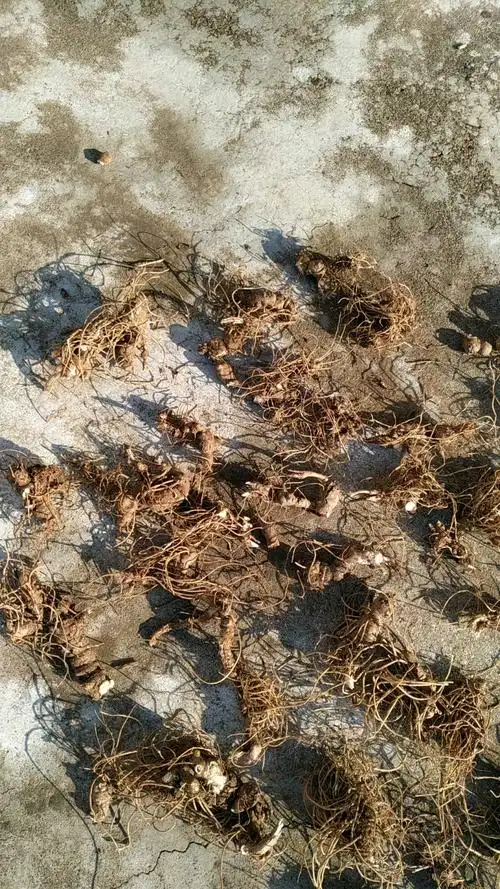 东北辽宁野生中药材关苍术,前天上山采挖的,自然晾晒中.