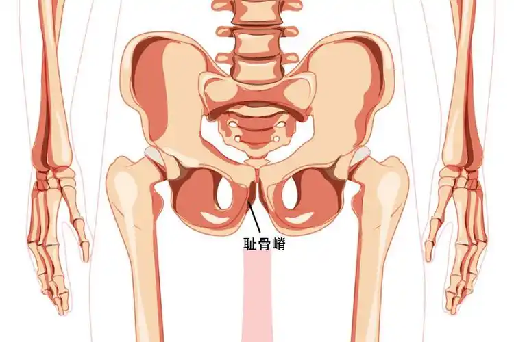 耻骨嵴位置图