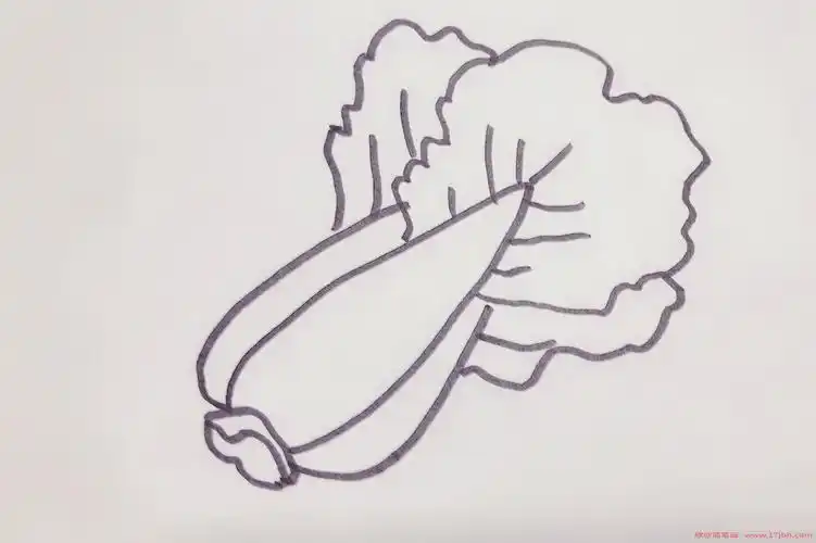 青菜简笔画步骤图片