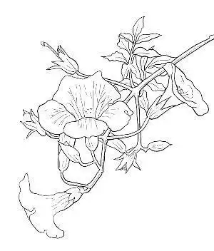 凌霄花简笔画