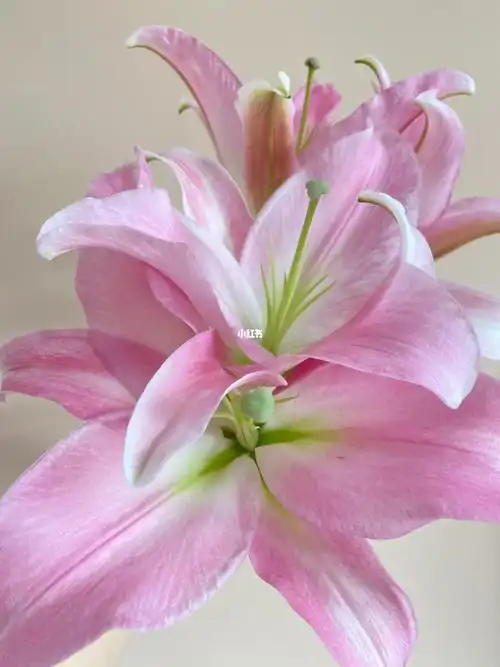 星光百合香水百合