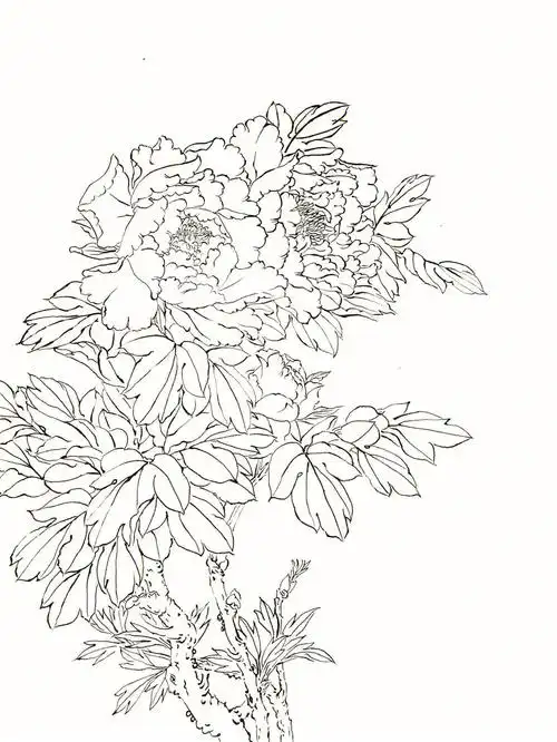 白描练习  #白描  #牡丹