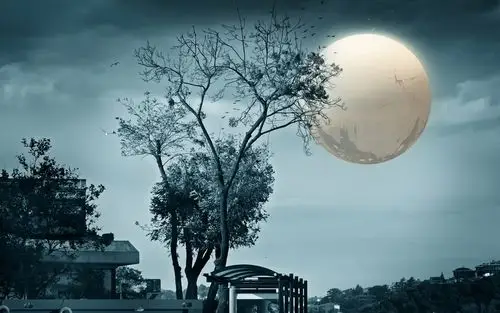 树木,月亮,夜晚,创意设计 壁纸