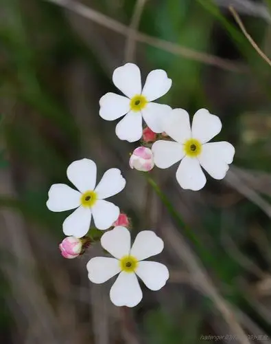 点地梅花图片 点地梅图片 点地梅植物图片[17/23]_图片大全_美桌网