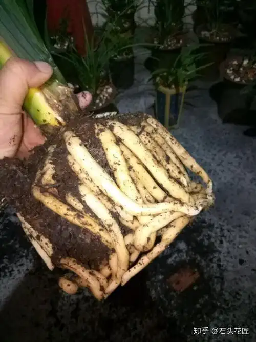 养好君子兰兰花讲究3个透气做对了根系旺叶子密