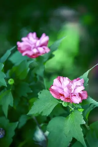 [首发] 牡丹木槿(二)