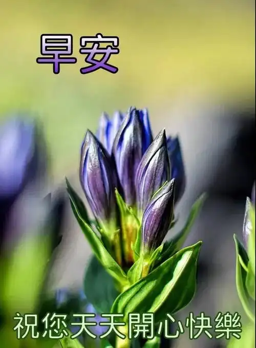 最新夏日暖心的早上好祝福语图片带字 有创意的清晨早安问候祝福语