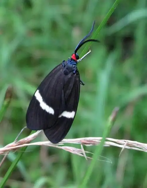 红色飞蛾有毒吗(龙观山野千姿百态的蛾子们)_哪里拼网