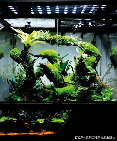 书评|零基础也能学会的雨林缸造景