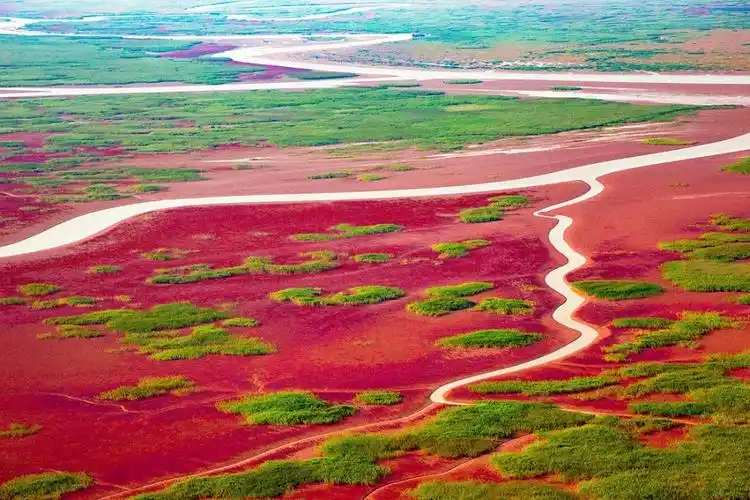 大美中国i自然山东东营醉美黄河口湿地
