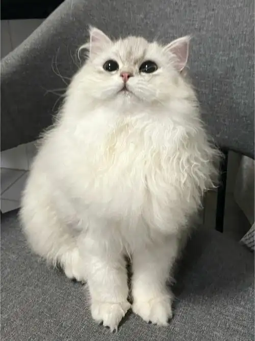 刚翻新的金吉拉