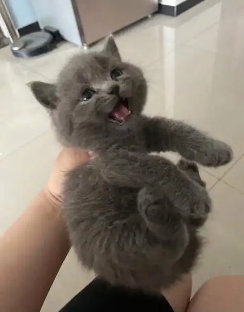 个个包子脸  健康纯种  疫苗驱虫都做了  喜欢私#英短蓝猫  #猫  #吸